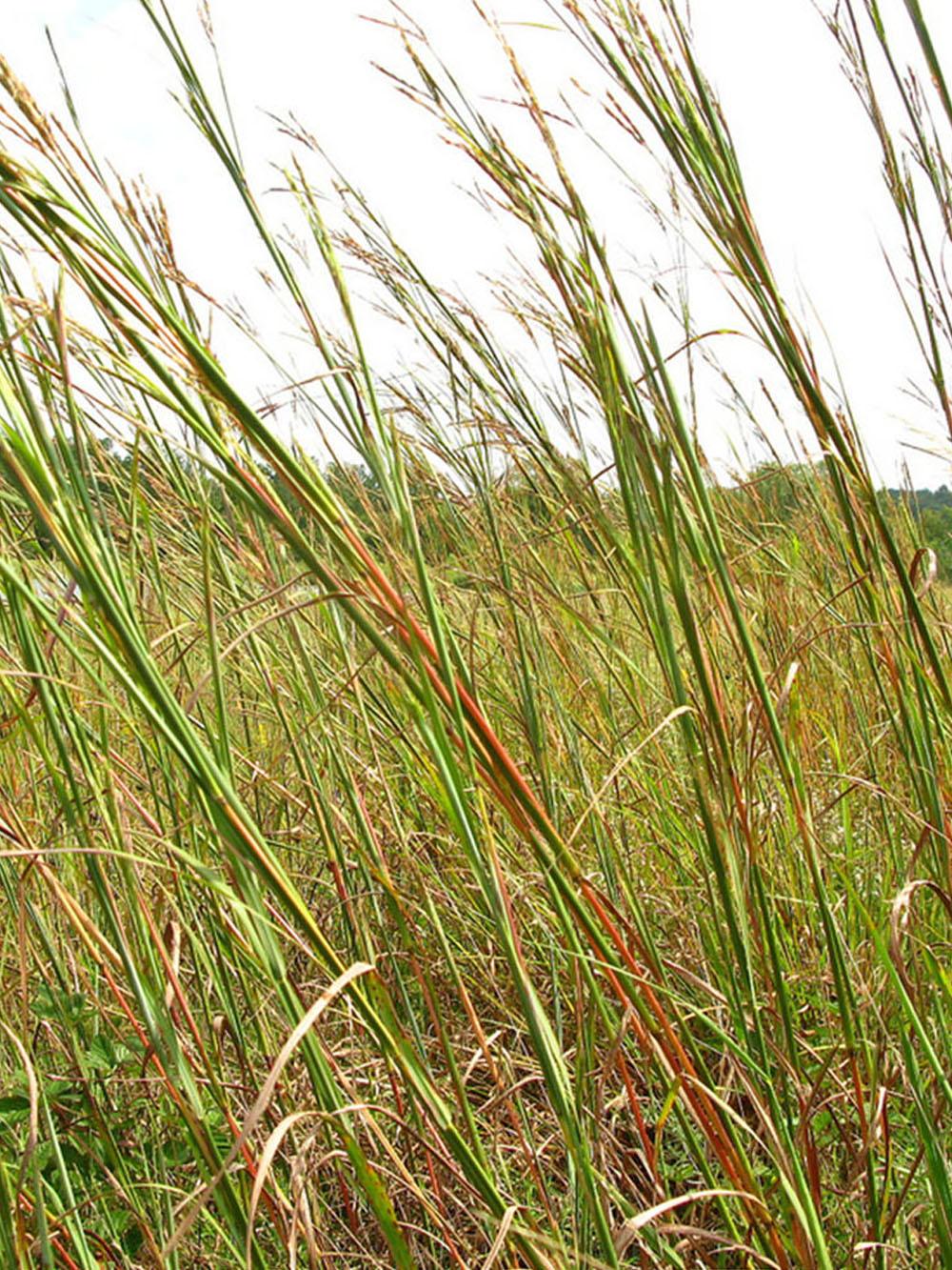 Big Bluestem